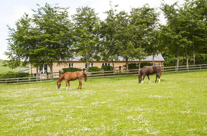 Holiday Cottage Reviews for Chisel Barn - Holiday Cottage in Blandford Forum, Dorset