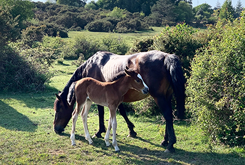 New Forest cottages latest deals